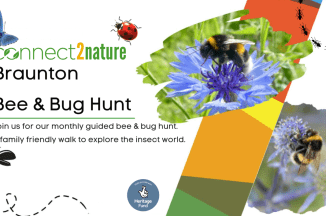 Braunton Bee and Bug Hunt