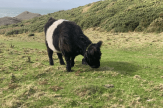 Over £360,000 awarded to North Devon and Torridge Farmers and Landowners 