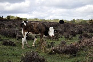 Farming in Protected Landscape Programme Extended