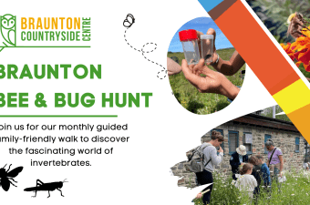 Braunton Bee & Bug Hunt